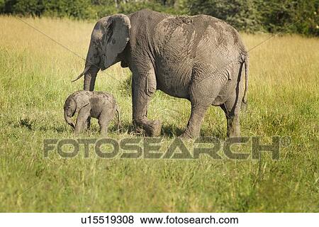 Stock Photo - Adult elephant with very young baby elephant, side view as they walk in long grass, with woodland beyond, Maasai Mara, Kenya. Fotosearch