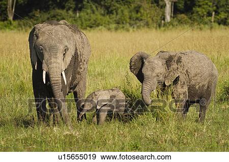 Stock Photo - Adult elephant with very young baby elephant and older sibling, side view as they walk in long grass, with woodland beyond, Maasai Mara, Kenya. Fotosearch