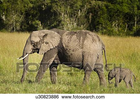 Stock Photograph - Adult elephant with very young baby elephant, side view as they walk in long grass, with woodland beyond, Maasai Mara, Kenya. Fotosearch