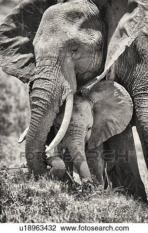 Stock Image - Adult female elephant and baby sheltering beneath, monochrome close up frontal detail, Lewa Downs, Masai Mara, Kenya, East Africa.. Fotosearch