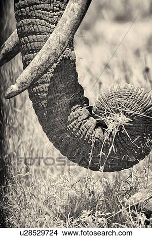 Picture - Adult female elephant, monochrome close up detail of trunk curling around grass, Lewa Downs, Kenya, East Africa. Fotosearch