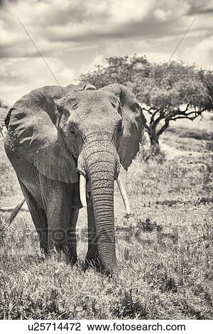 Adult female elephant, monochrome close up frontal detail, Lewa Downs, Kenya, East Africa View Large Photo Image Stock Image - Adult female elephant, monochrome close up frontal detail, Lewa Downs, Kenya, East Africa. Fotosearch