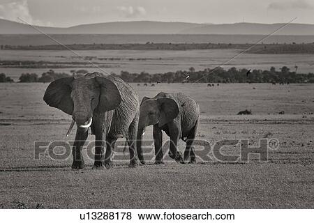 Adult female elephant, walking across Mara plain with baby behind her, panorama of landscape behind, monochrome, Masai Mara, Kenya, East Africa View Large Photo Image Stock Photo - Adult female elephant, walking across Mara plain with baby behind her, panorama of landscape behind, monochrome, Masai Mara, Kenya, East Africa. Fotosearch
