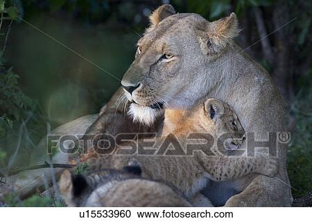 Stock Image - Adult lioness lying on grass near bushes, with two cubs clambering on her, close up detail, Masai Mara, Kenya, East Africa. Fotosearch