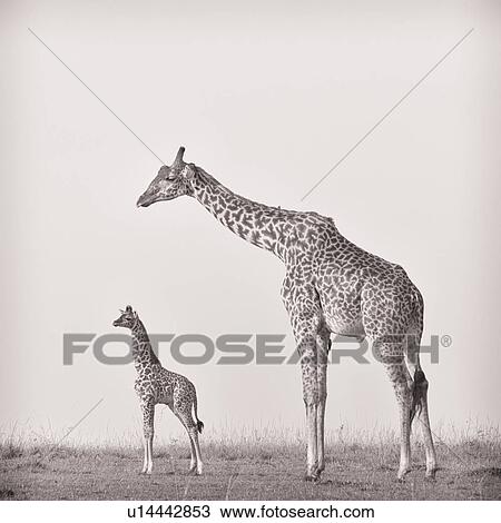 Stock Image - Adult male and baby giraffe, monochrome side view, with baby standing framed by arch of adult neck, Masai Mara, Kenya, East Africa. Fotosearch