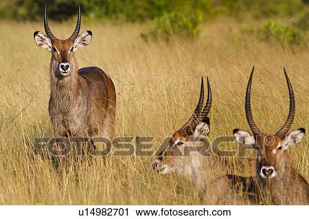 Adult male waterbuck, close up front view, standing in long dry grass, with two lying beside him, Maasai Mara, Kenya View Large Photo Image Stock Image - Adult male waterbuck, close up front view, standing in long dry grass, with two lying beside him, Maasai Mara, Kenya. Fotosearch