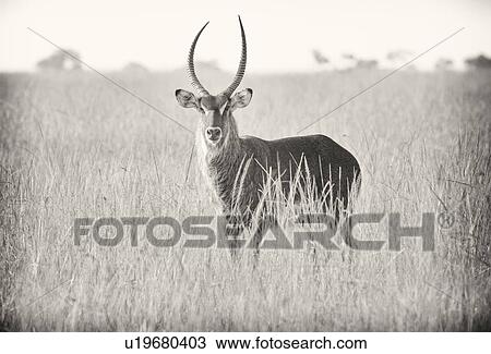 Stock Image - Adult male waterbuck, close up front view, monochrome, standing in long dry grass, Maasai Mara, Kenya. Fotosearch