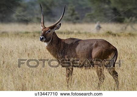 Adult male waterbuck, close up side view, standing in long dry grass, Lake Nakuru, Kenya View Large Photo Image Stock Image - Adult male waterbuck, close up side view, standing in long dry grass, Lake Nakuru, Kenya. Fotosearch