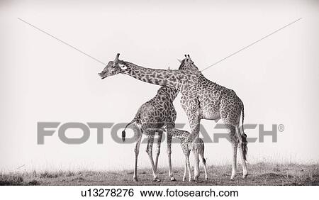 Adult pair of giraffes with baby nursing, male prehensile lip pre-courtship behavior, monochrome, Masai Mara, Kenya, East Africa View Large Photo Image Stock Photograph - Adult pair of giraffes with baby nursing, male prehensile lip pre-courtship behavior, monochrome, Masai Mara, Kenya, East Africa. Fotosearch
