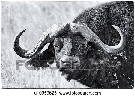 Stock Photography - African Cape Buffalo: frontal detail view of head in monochrome, Lake Nakuru, Kenya. Fotosearch