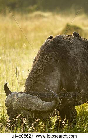 African Cape Buffalo grazing in long backlit grass: frontal oblique view of head and front with perching oxpecker birds, Maasai Mara, Kenya View Large Photo Image Stock Photo - African Cape Buffalo grazing in long backlit grass: frontal oblique view of head and front with perching oxpecker birds, Maasai Mara, Kenya. Fotosearch