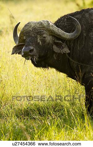 Stock Photograph - African Cape Buffalo grazing in long backlit grass: frontal -side detail of head and front, Maasai Mara, Kenya. Fotosearch