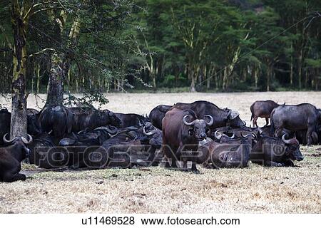 Stock Photo - African Cape Buffalo: group lying under shade of fever tree acacia, one standing guard, with woodland beyond grassy plain, Lake Nakuru, Kenya. Fotosearch