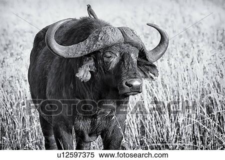 Stock Photography - African Cape Buffalo standing in long grass: frontal detail view of head and front with perching oxpecker bird, in monochrome, Maasai Mara, Kenya. Fotosearch
