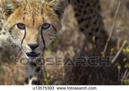 Stock Image - Close up detail frontal view of young cheetah walking in long, dry grass towards viewer, Lewa Downs, Kenya, East Africa. Fotosearch