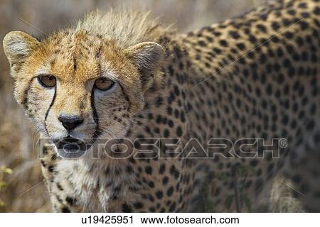 Close up detail frontal view of young cheetah walking in long, dry grass towards viewer, Lewa Downs, Kenya, East Africa View Large Photo Image Stock Image - Close up detail frontal view of young cheetah walking in long, dry grass towards viewer, Lewa Downs, Kenya, East Africa. Fotosearch