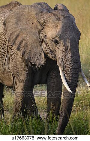 Stock Photo - Close up detail of elephant standing, frontal view, evening light, Maasai Mara, Kenya. Fotosearch