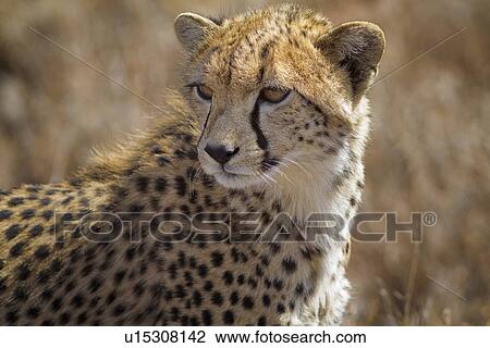 Close up detail -side view of young cheetah standing in long, dry grass, Lewa Downs, Kenya, East Africa View Large Photo Image Stock Image - Close up detail -side view of young cheetah standing in long, dry grass, Lewa Downs, Kenya, East Africa. Fotosearch