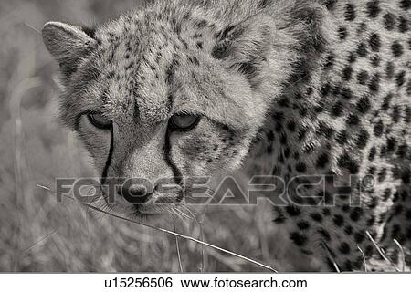 Stock Photograph - Close up face detail - monochrome view of young cheetah standing in long, dry grass, Lewa Downs, Kenya, East Africa. Fotosearch