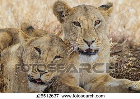 Close up frontal detail view of two lionesses lying beside tree in shade, one leaning aginst the other, Lewa Downs, Kenya, East Africa View Large Photo Image Stock Photo - Close up frontal detail view of two lionesses lying beside tree in shade, one leaning aginst the other, Lewa Downs, Kenya, East Africa. Fotosearch