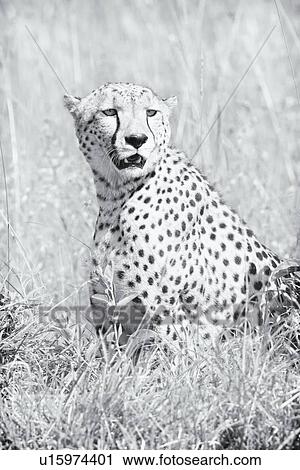 Close up frontal high key monochrome view of cheetah sitting in long grass, Maasai Mara, Kenya View Large Photo Image Stock Image - Close up frontal high key monochrome view of cheetah sitting in long grass, Maasai Mara, Kenya. Fotosearch