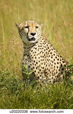 Stock Photo - Close up frontal view of cheetah sitting in long grass, Maasai Mara, Kenya. Fotosearch