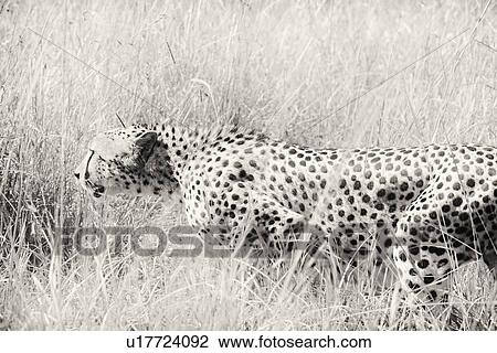 Stock Image - Close up high key monochrome side view detail of cheetah stalking in long grass, Maasai Mara, Kenya. Fotosearch