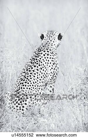 Close up high key monochrome view from behind of cheetah sitting in long grass, Maasai Mara, Kenya View Large Photo Image Stock Image - Close up high key monochrome view from behind of cheetah sitting in long grass, Maasai Mara, Kenya. Fotosearch