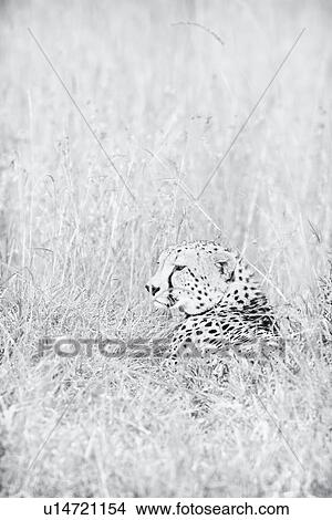 Picture - Close up monochrome high key view of cheetah lying in long grass with head turned to side profile, Maasai Mara, Kenya. Fotosearch