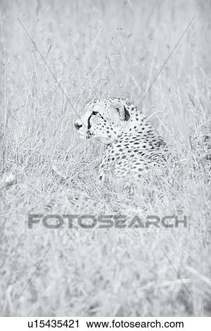 Stock Image - Close up monochrome high key view of cheetah lying in long grass with head turned to side profile, Maasai Mara, Kenya. Fotosearch