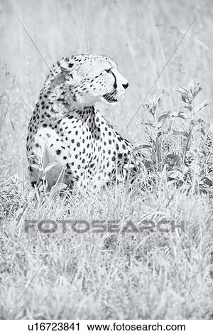 Stock Image - Close up monochrome high key view of cheetah sitting in long grass with head turned to side profile, Maasai Mara, Kenya. Fotosearch