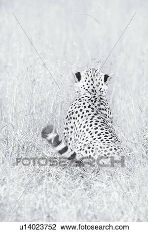 Close up monochrome view from behind of cheetah crouching in long grass with tail flicking, Maasai Mara, Kenya View Large Photo Image Stock Image - Close up monochrome view from behind of cheetah crouching in long grass with tail flicking, Maasai Mara, Kenya. Fotosearch