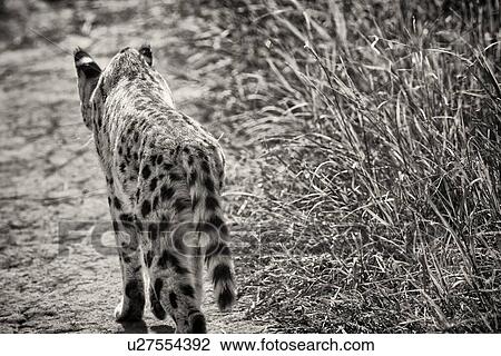 Stock Image - Close up monochrome view from behind, of serval cat walking along path beside long grass, Maasai Mara, Kenya. Fotosearch