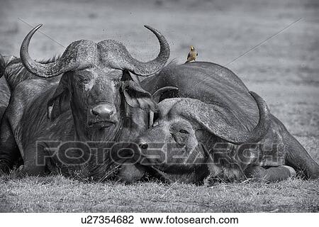 Stock Image - Close up monochrome view from front, of two Cape Buffalo lying on grass, with colour oxpecker bird perching on back in swarm of flies, Masai Mara, Kenya, East Africa. Fotosearch