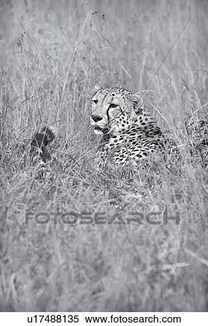 Close up monochrome view of cheetah lying in long grass with head turned and tail flicking, Maasai Mara, Kenya View Large Photo Image Stock Photography - Close up monochrome view of cheetah lying in long grass with head turned and tail flicking, Maasai Mara, Kenya. Fotosearch