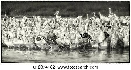 Close up monochrome view of group of African pelicans standing at lakeshore, Lake Nakuru, Kenya View Large Photo Image Stock Image - Close up monochrome view of group of African pelicans standing at lakeshore, Lake Nakuru, Kenya. Fotosearch