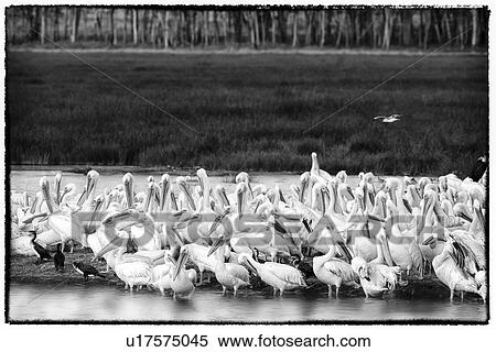 Stock Photography - Close up monochrome view of group of African pelicans standing at lakeshore, with grass and woodland beyond, Lake Nakuru, Kenya. Fotosearch