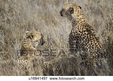 Close up of three cheetahs: two cubs lying, and mother sitting in long grass, Lewa Downs, Kenya, East Africa View Large Photo Image Stock Photo - Close up of three cheetahs: two cubs lying, and mother sitting in long grass, Lewa Downs, Kenya, East Africa. Fotosearch