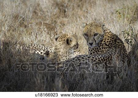 Close up of two cheetahs, mother and cub, lying in long grass, Lewa Downs, Kenya, East Africa View Large Photo Image Stock Image - Close up of two cheetahs, mother and cub, lying in long grass, Lewa Downs, Kenya, East Africa. Fotosearch