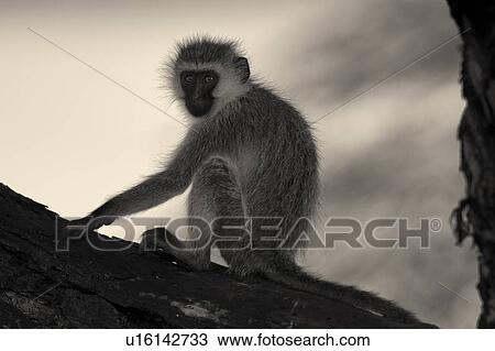 Close up of vervet monkey sitting on branch of tree, desaturated image, side view, Lewa Downs, Kenya, East Africa View Large Photo Image Stock Image - Close up of vervet monkey sitting on branch of tree, desaturated image, side view, Lewa Downs, Kenya, East Africa. Fotosearch