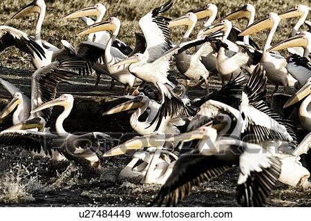 Stock Photo - Close up side view, high contrast, of group of African pelicans at lake shore edge in background, Lake Nakuru, Kenya. Fotosearch