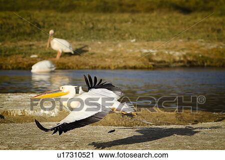Stock Image - Close up side view of single African pelican flying, in golden evening light, with two pelicans at lake shore edge in background, Lake Nakuru, Kenya. Fotosearch