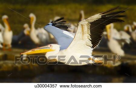 Stock Photo - Close up side view of single African pelican flying, in golden evening light, with group of pelicans at lake shore edge in background, Lake Nakuru, Kenya. Fotosearch