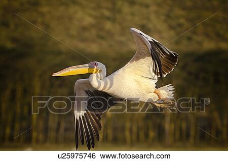 Close up side view of single African pelican flying, in golden evening light, Lake Nakuru, Kenya View Large Photo Image Stock Photograph - Close up side view of single African pelican flying, in golden evening light, Lake Nakuru, Kenya. Fotosearch