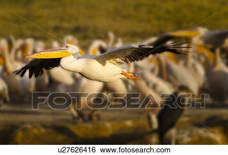 Close up side view of single African pelican flying, in golden evening light, with group of pelicans at lake shore edge in background, Lake Nakuru, Kenya View Large Photo Image Stock Photograph - Close up side view of single African pelican flying, in golden evening light, with group of pelicans at lake shore edge in background, Lake Nakuru, Kenya. Fotosearch