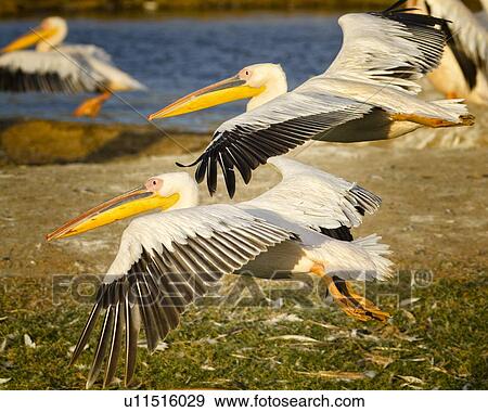 Stock Photo - Close up side view of two African pelicans flying, in golden evening light, with pelicans at lake shore edge in background, Lake Nakuru, Kenya. Fotosearch