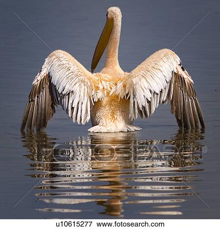 Stock Photo - Close up view from behind: African pelican drying outstretched wings with reflection in water, Lake Nakuru, Kenya. Fotosearch