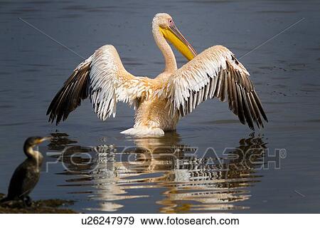 Stock Photo - Close up view from behind: African pelican drying outstretched wings with reflection in water, Lake Nakuru, Kenya. Fotosearch