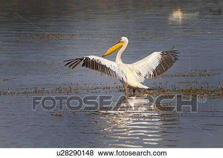 Stock Photo - Close up view from behind: African pelican drying outstretched wings with reflection in water, Lake Nakuru, Kenya. Fotosearch