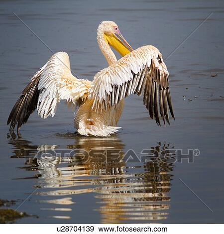 Stock Photo - Close up view from behind: African pelican drying outstretched wings with reflection in water, Lake Nakuru, Kenya. Fotosearch